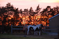 DSC_0686.jpg